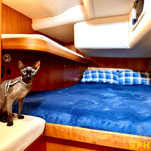 Sphynx-Bedroom-2-300x300